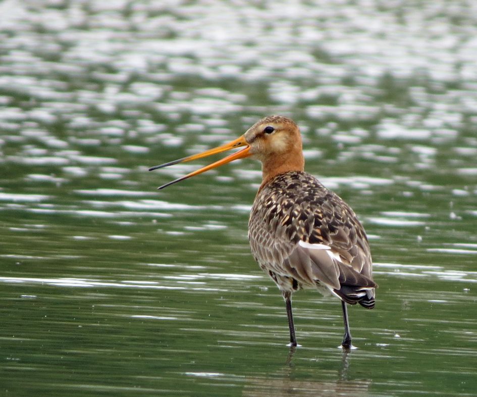 Mooi hoor ..... zo'n nieuwe site! - Vogels - 